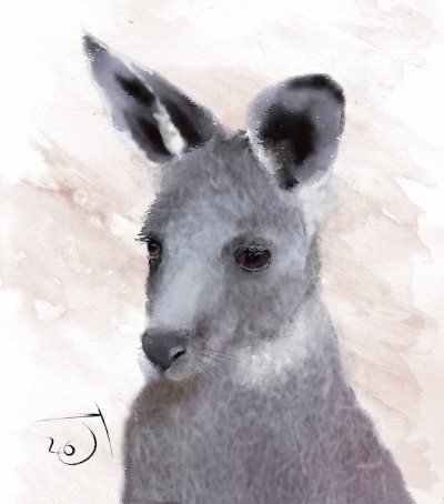 Name:  KangarooAR.jpg
Views: 10337
Size:  26.3 KB