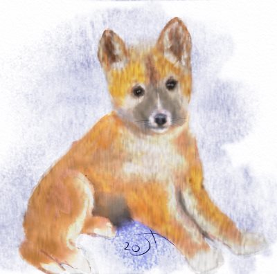 Name:  Dingo pup.jpg
Views: 3325
Size:  26.1 KB