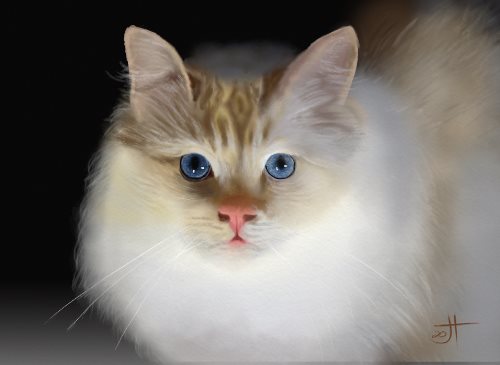 Name:  Ginger and white fluffyAR cat.jpg
Views: 183
Size:  19.5 KB