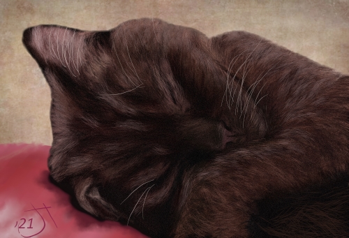 Name:  Sleeping brown catAR.jpg
Views: 3638
Size:  129.8 KB