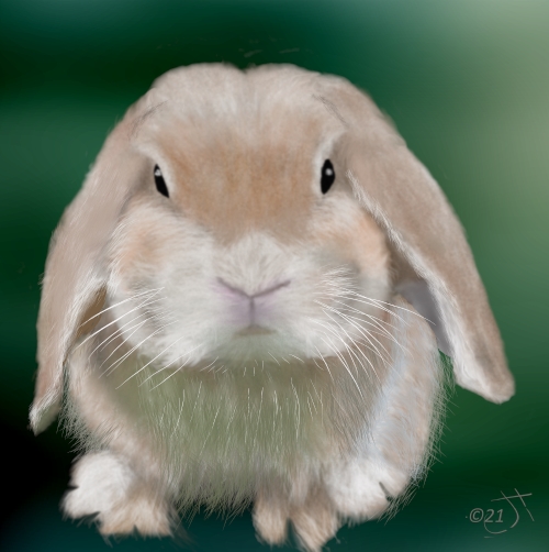 Name:  Lop eared rabbitAR (1).jpg
Views: 3329
Size:  137.4 KB