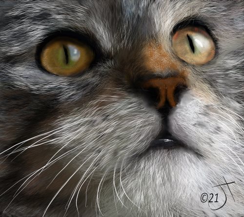 Name:  Catface#2AR.jpg
Views: 1382
Size:  67.8 KB