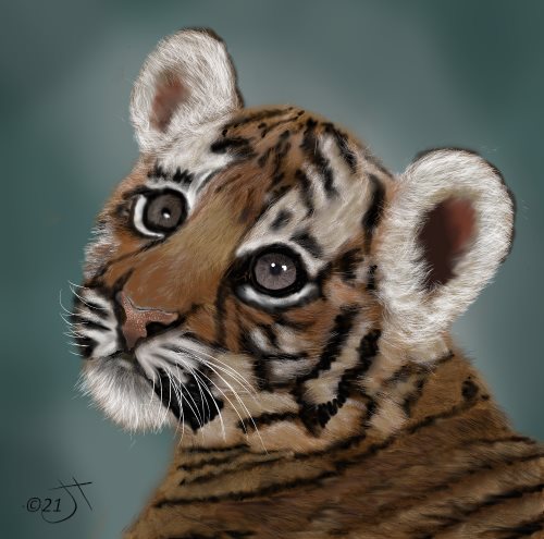 Name:  Tiger cubAR.jpg
Views: 945
Size:  45.0 KB