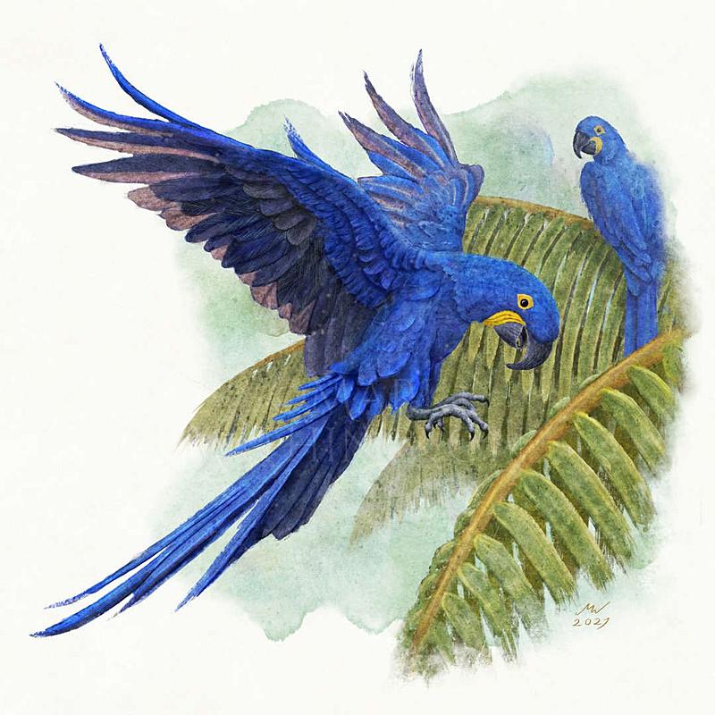 Click image for larger version. 

Name:	Hayacinth_Macaws.jpg 
Views:	116 
Size:	140.9 KB 
ID:	101939