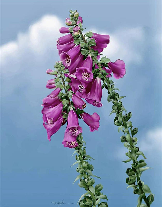 Click image for larger version. 

Name:	bell flowers.jpeg 
Views:	99 
Size:	453.2 KB 
ID:	102031