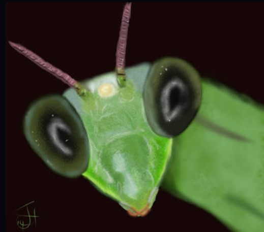 Name:  Mantis.jpg
Views: 1300
Size:  26.4 KB