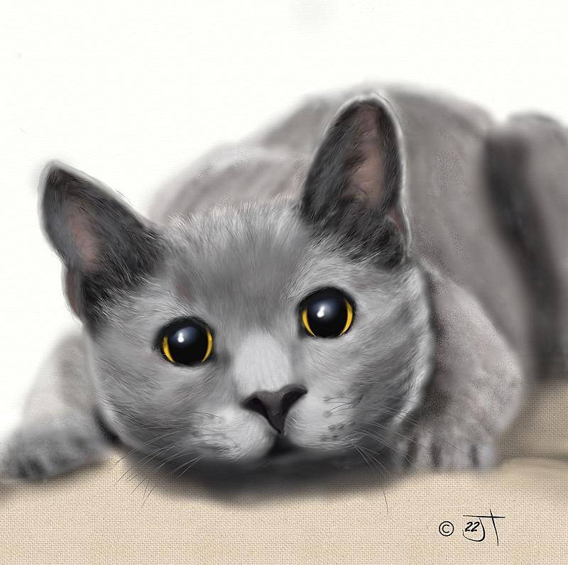 Click image for larger version. 

Name:	Grey Cat1000.jpg 
Views:	64 
Size:	84.7 KB 
ID:	102672