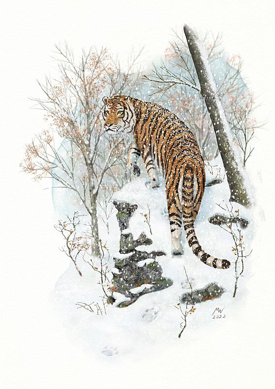 Click image for larger version. 

Name:	Siberian Tiger.jpg 
Views:	75 
Size:	209.2 KB 
ID:	102709