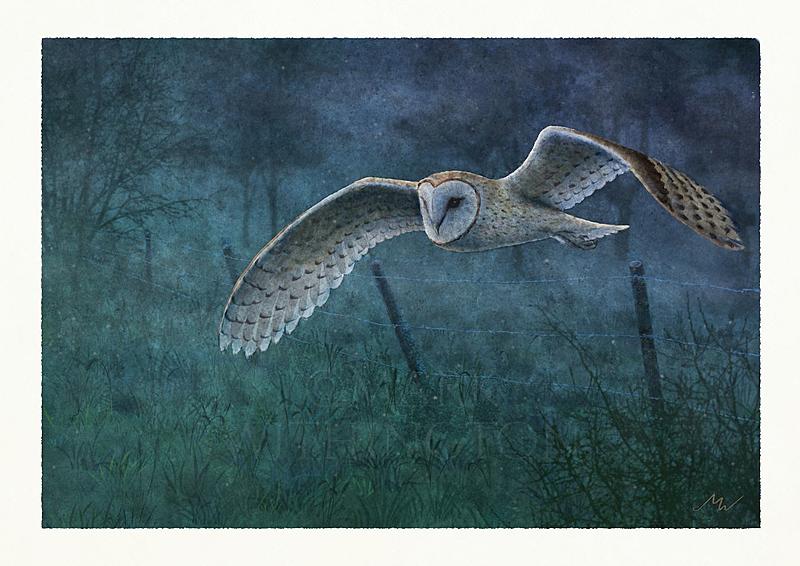 Click image for larger version. 

Name:	Barn Owl.jpg 
Views:	82 
Size:	162.1 KB 
ID:	102992