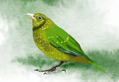 Name:  Green CatbirdAR.jpg
Views: 122
Size:  130.4 KB