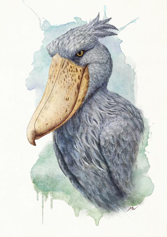 Click image for larger version. 

Name:	Shoebill @1206.jpg 
Views:	68 
Size:	115.2 KB 
ID:	103189