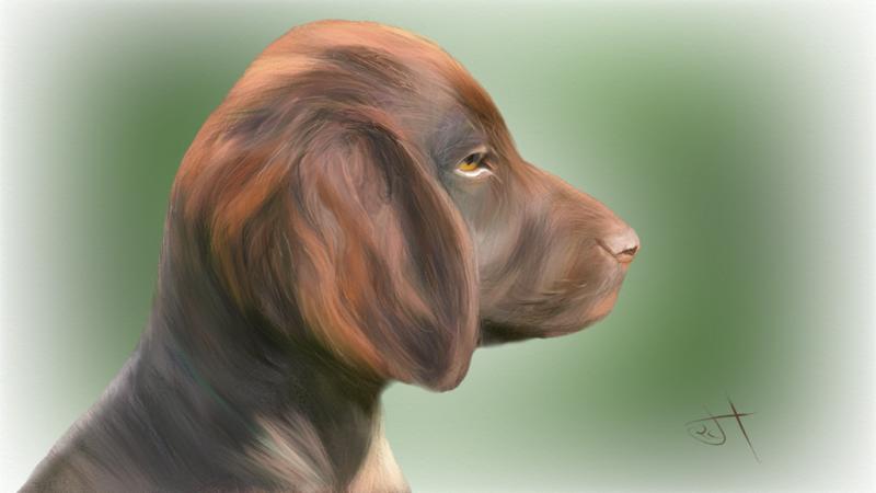 Click image for larger version. 

Name:	Water Spaniel.jpg 
Views:	40 
Size:	38.1 KB 
ID:	103364