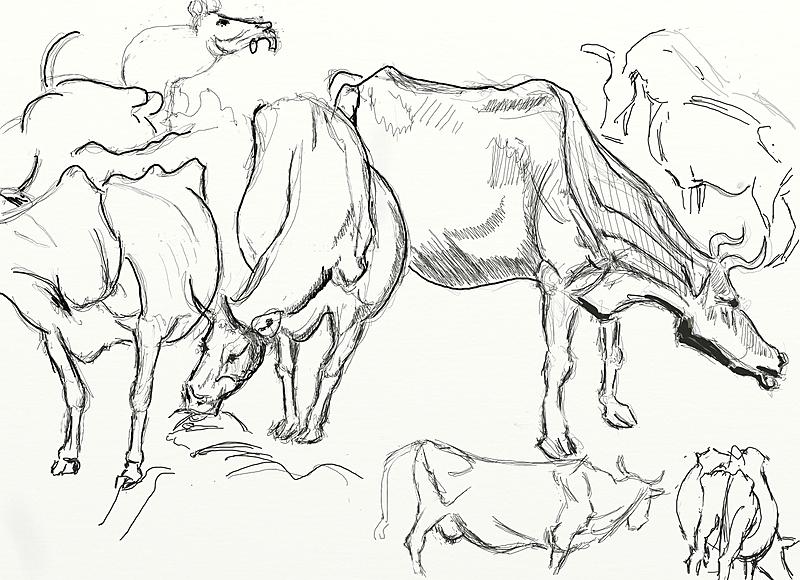Click image for larger version. 

Name:	..........Anthony  Van  Dyck      A  Study   of    Cows     STARTER'S    no  1.jpg 
Views:	209 
Size:	345.9 KB 
ID:	71469