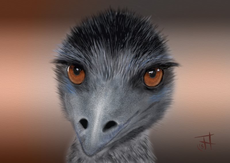 Name:  Emu#2-th.jpg
Views: 335
Size:  59.1 KB