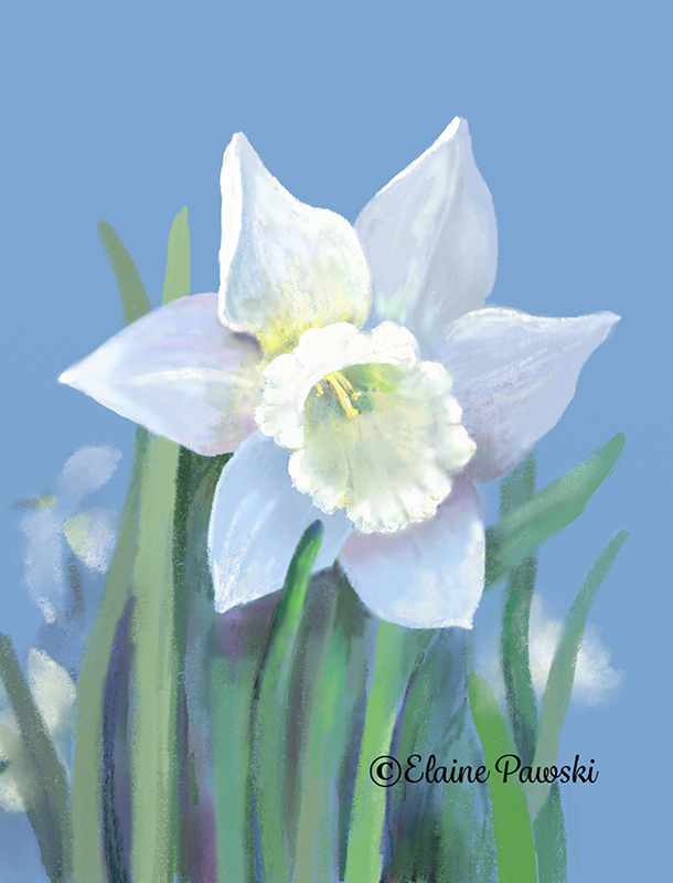 Name:  white daffodil_sm.jpeg
Views: 1102
Size:  345.4 KB