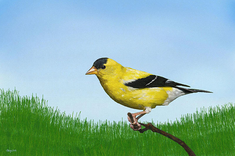 Click image for larger version. 

Name:	goldfinch_small.jpg 
Views:	227 
Size:	130.7 KB 
ID:	91082