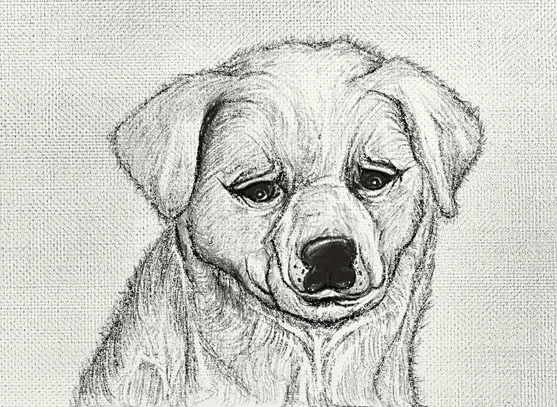 Click image for larger version. 

Name:	Doggy Pencil Shading.jpg 
Views:	263 
Size:	231.0 KB 
ID:	93502