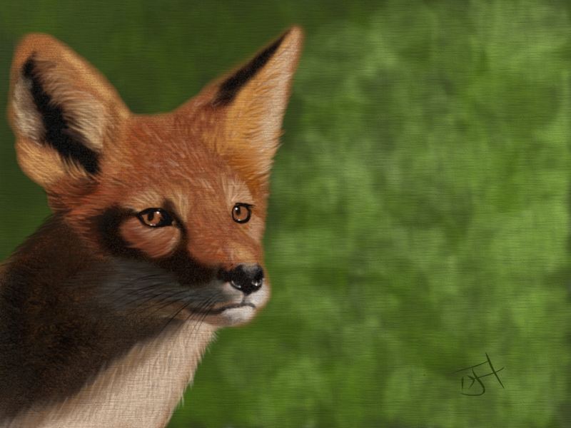 Name:  Red Fox.jpg
Views: 1516
Size:  307.1 KB