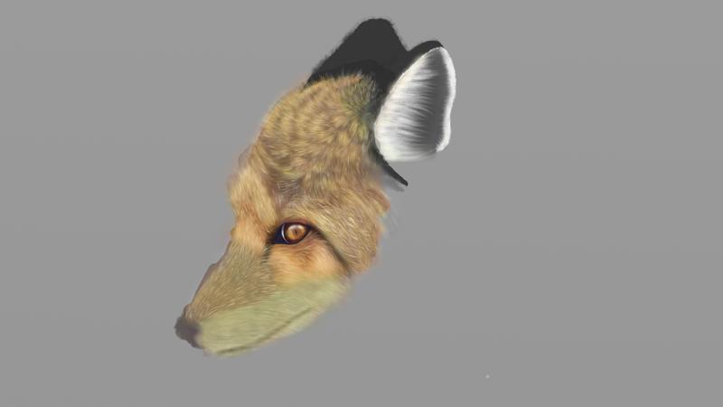 Click image for larger version. 

Name:	foxhead.jpg 
Views:	257 
Size:	67.8 KB 
ID:	93961