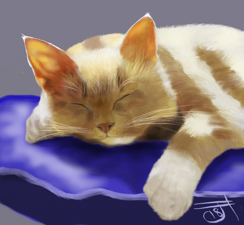 Name:  Sleeping Cat.jpg
Views: 408
Size:  345.3 KB