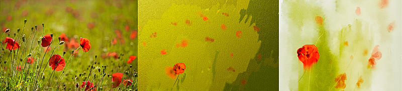 Click image for larger version. 

Name:	poppies.jpg 
Views:	222 
Size:	187.2 KB 
ID:	98902