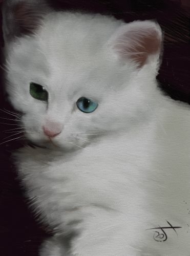 Name:  White kitten.jpg
Views: 6548
Size:  24.5 KB
