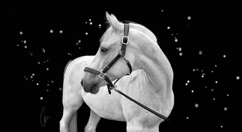 Click image for larger version. 

Name:	bw horse99.jpg 
Views:	144 
Size:	88.0 KB 
ID:	102101