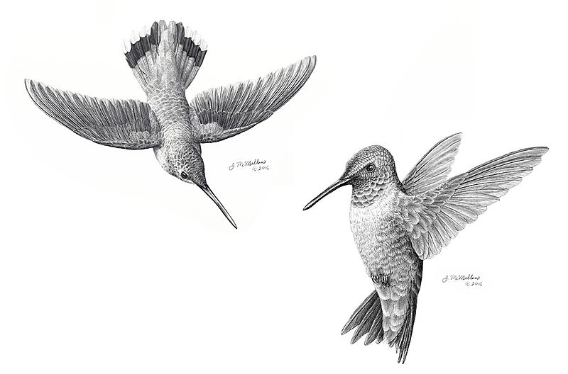 Click image for larger version. 

Name:	Ruby Throated Hummingbird Pair.jpg 
Views:	1209 
Size:	223.6 KB 
ID:	88277