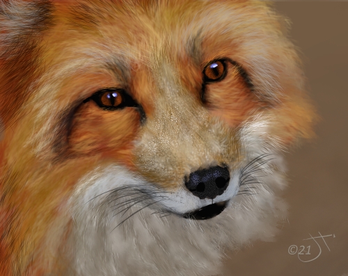 Name:  fox faceAR.jpg
Views: 2498
Size:  145.8 KB