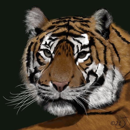 Name:  Tiger, tigerAR.jpg
Views: 1262
Size:  59.1 KB