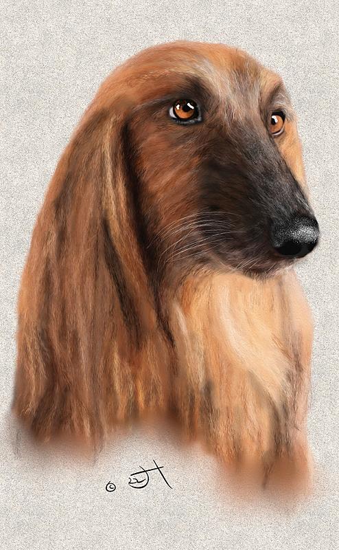 Click image for larger version. 

Name:	Afghan hound2.jpg 
Views:	82 
Size:	104.1 KB 
ID:	102498