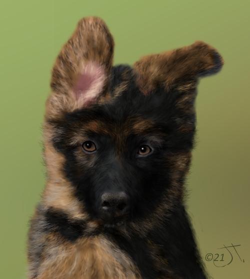 Name:  German Shepherd PupAR (1).jpg
Views: 4389
Size:  125.5 KB