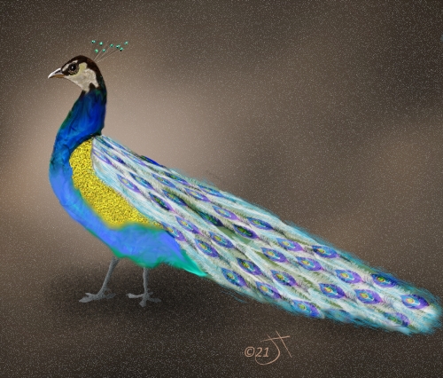 Name:  Peacock with tailAR.jpg
Views: 6139
Size:  196.3 KB