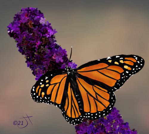 Name:  Monarch on BuddlieaAR.jpg
Views: 677
Size:  42.9 KB