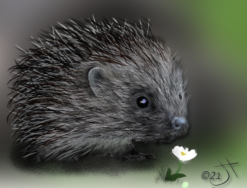 Name:  Prickly HedgehogAR.jpg
Views: 3804
Size:  136.0 KB