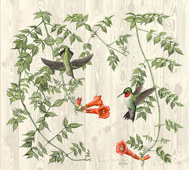 Click image for larger version. 

Name:	Trumpet-Vine-and-Hummingbirds low res.jpg 
Views:	254 
Size:	355.7 KB 
ID:	88916