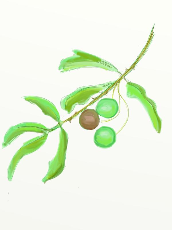Click image for larger version. 

Name:	olives.   Aster.jpg 
Views:	179 
Size:	69.4 KB 
ID:	69765