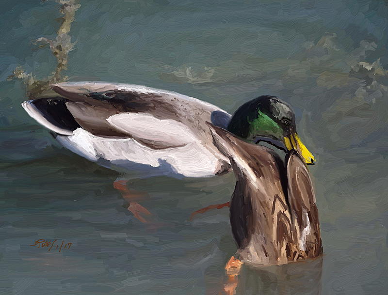 Click image for larger version. 

Name:	Mallard Duck.jpg 
Views:	199 
Size:	216.8 KB 
ID:	92017