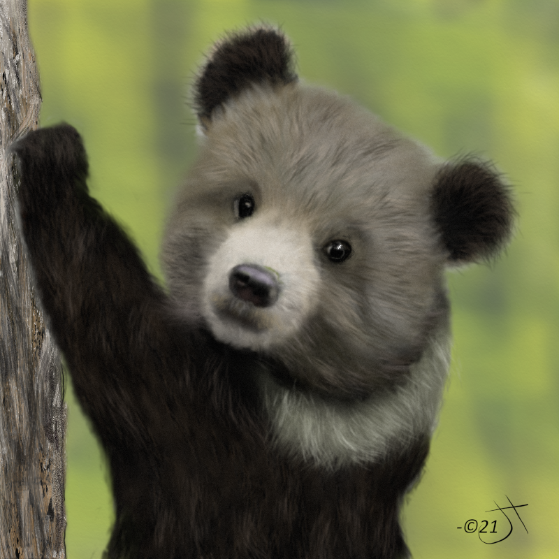 Click image for larger version. 

Name:	Grizzly bear cubAR.jpg 
Views:	140 
Size:	51.4 KB 
ID:	100885