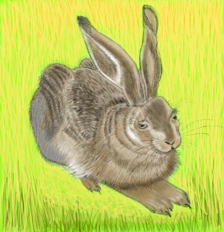 Click image for larger version. 

Name:	Durer's   young  Hare  resting in the Cornfield    FINN.jpg 
Views:	168 
Size:	334.9 KB 
ID:	89105