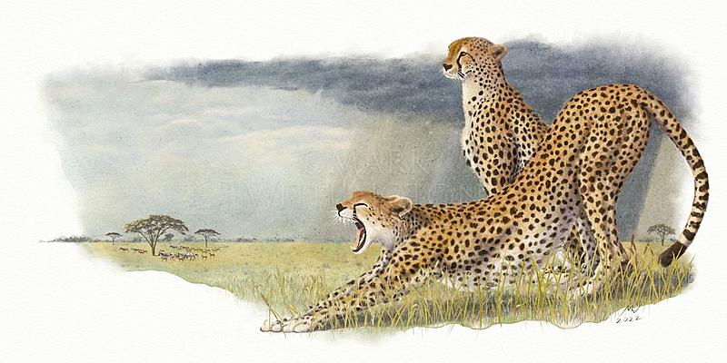 Click image for larger version. 

Name:	Cheetah Stretching.jpg 
Views:	16 
Size:	142.5 KB 
ID:	102617