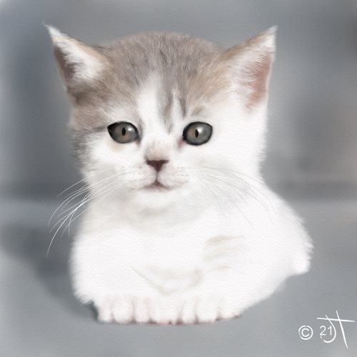 Name:  cute kittyAR.jpg
Views: 332
Size:  27.6 KB