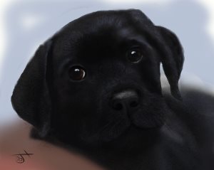Name:  black pupAR.jpg
Views: 113
Size:  7.7 KB