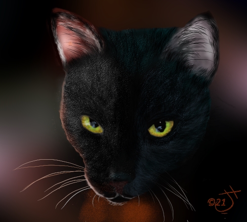 Name:  Another Black CatAR.jpg
Views: 706
Size:  118.8 KB