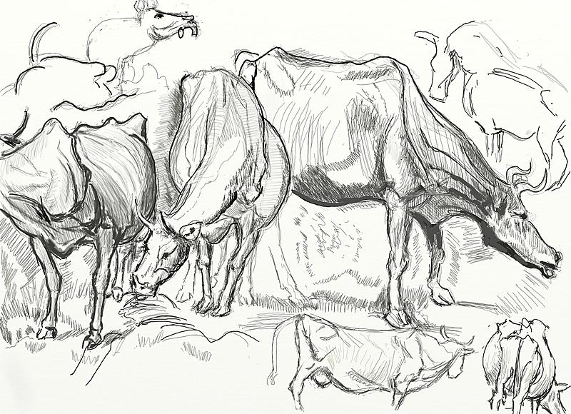 Click image for larger version. 

Name:	......Anthony....Van   Dyck    study of Cows       FIN.jpg 
Views:	202 
Size:	473.1 KB 
ID:	71481