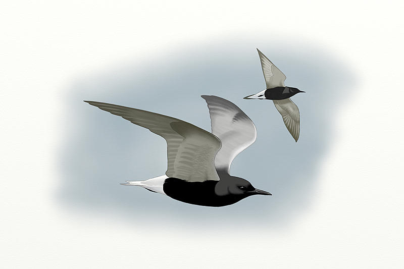 Click image for larger version. 

Name:	Black Tern.jpg 
Views:	237 
Size:	81.9 KB 
ID:	88490