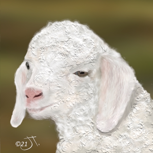 Name:  Angora goat kidAR.jpg
Views: 106
Size:  146.5 KB