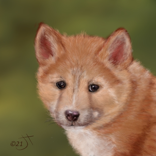 Name:  Dingo pupAR.jpg
Views: 349
Size:  134.4 KB