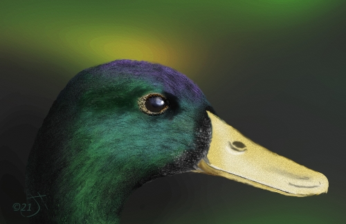 Name:  Green duckAR.jpg
Views: 225
Size:  94.3 KB