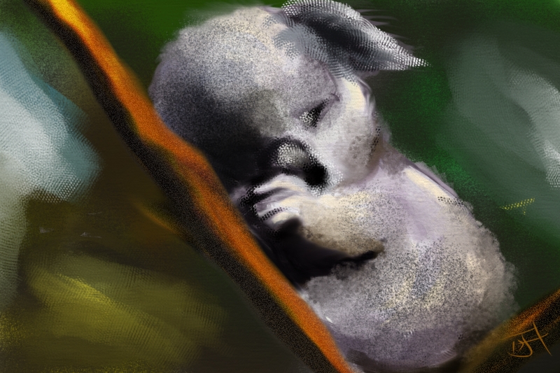 Name:  Baby Koala.jpg
Views: 322
Size:  338.5 KB